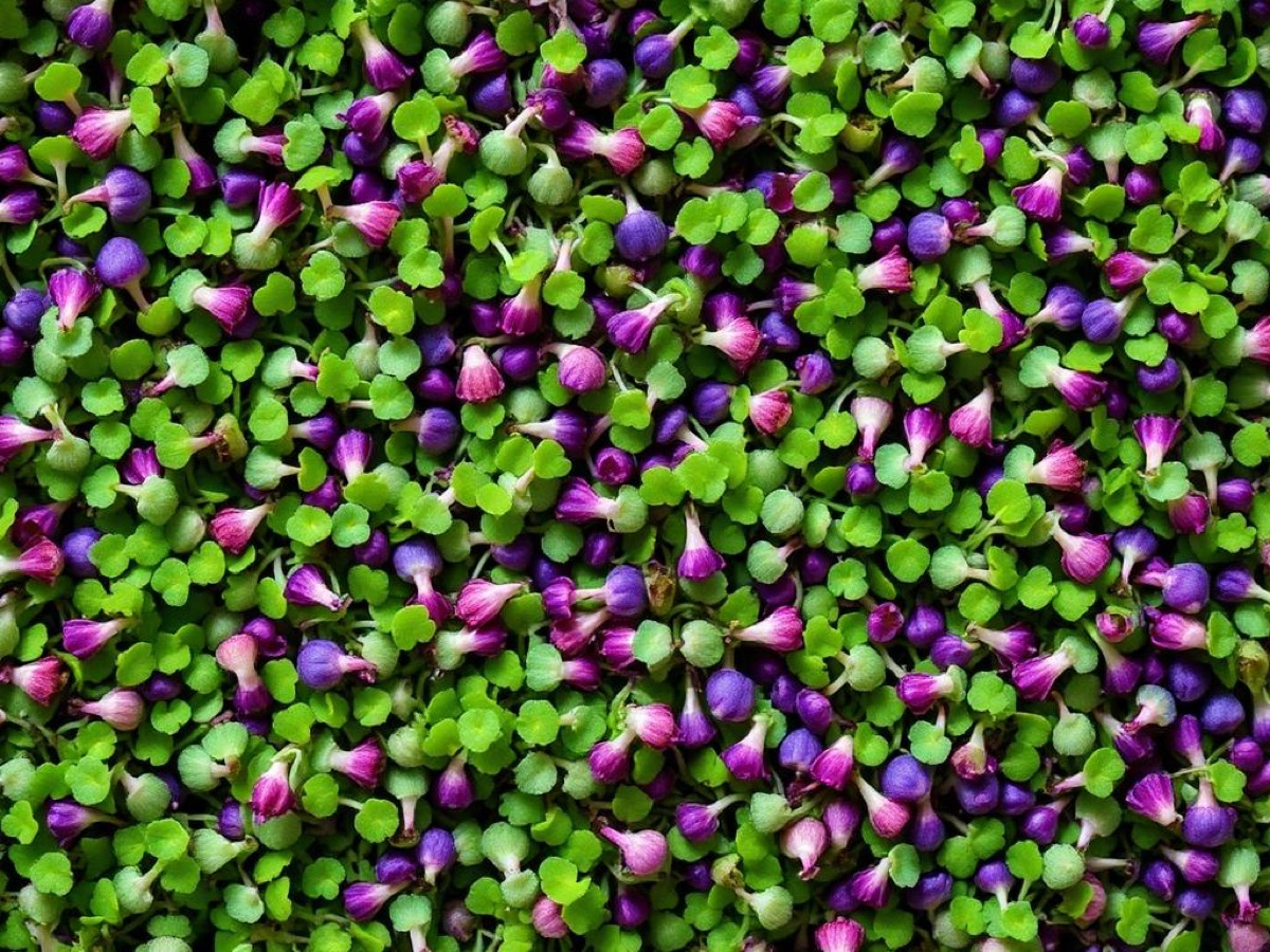 Fresh microgreens